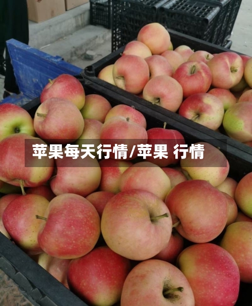 苹果每天行情/苹果 行情-第2张图片
